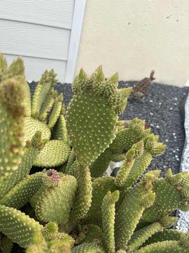 Boutures cactus opuntia - boutures,