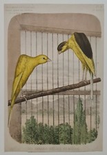 Belgian canaries or hunchbacked circa 1890 chromolithograph breeding birds press