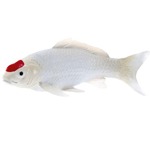 Koi carp tancho point - tancho,