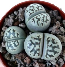 Lithops dorotheae C300 -