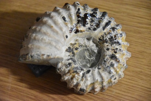 Ammonite douvilleiceras - ammonite,