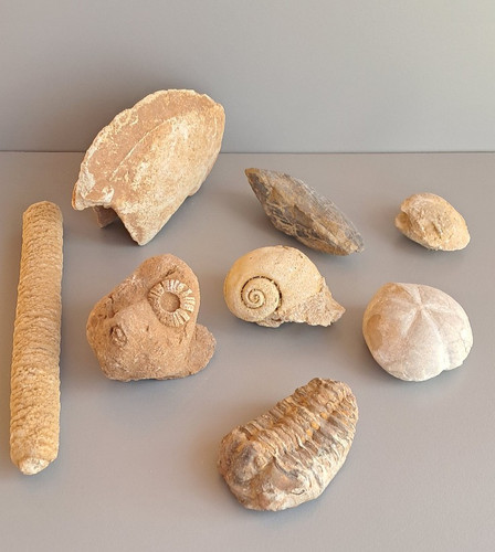 Lot fossiles trilobite - trilobite,