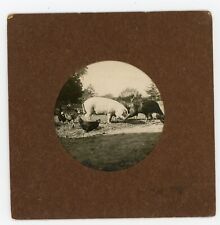 PHOTO, Farm Animals Breeding Country Naturalism Pig Chicken Turkey