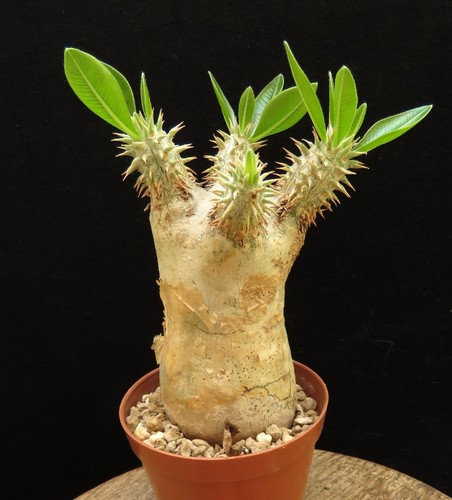 Pachypodium eburneum caudex - eburneum,,