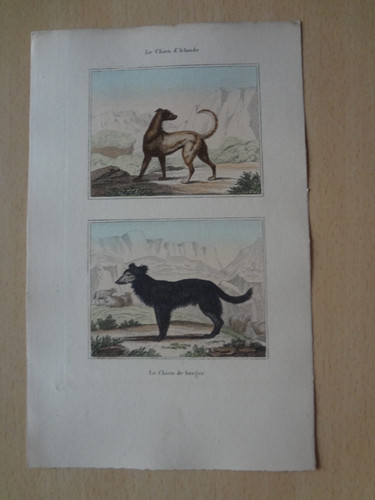 Gravure animal chien - gravure,