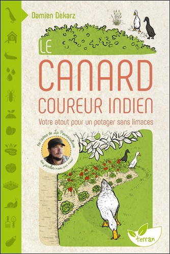 Canard coureur indien - ,
