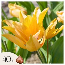 Tulipe - Set de 40 - Tulipa