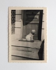 Petit chien blanc pied porte