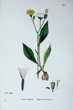 Old Antique Print Marsh Hawk'S-Beard Sowerby Plants C1902 Crepis Colour 20th