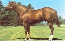 1977 Two Eyed Revenue Quarter Horse Stallion Champion Mint Postcard N64