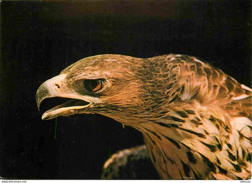 Carte postale animaux - animaux,