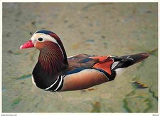 Carte Postale - Animaux -