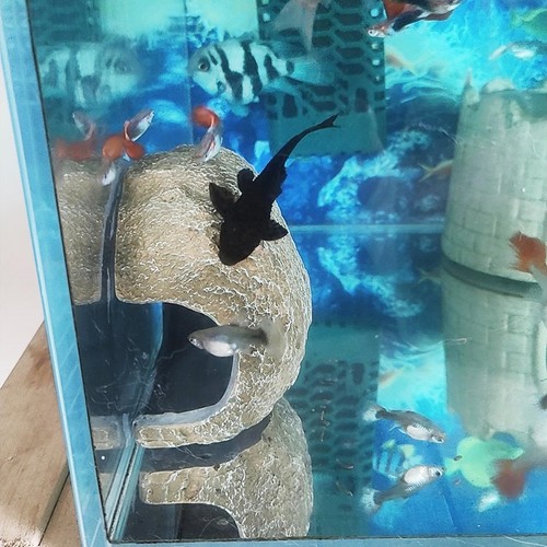 Aquarium hideaway rock - aquarium,