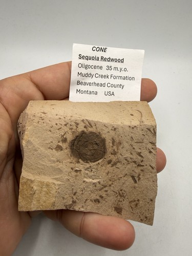 Montana fossil pineapple usa - fossil,