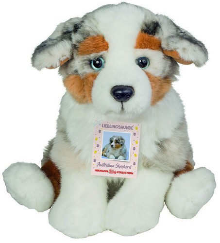 Australien berger par - berger, teddy
