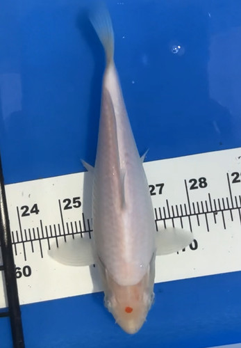 Inches tancho kohaku - inches,