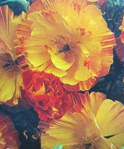 Pavot californie double - ♫,