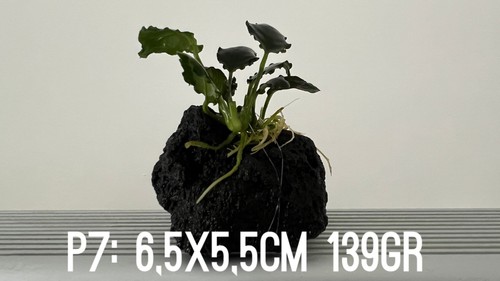 Plante aquarium anubias nana - plante,