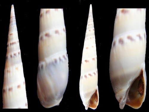 Coquillage collection - de,