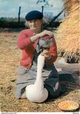 32 - Gers - Gaveuse d'oie -