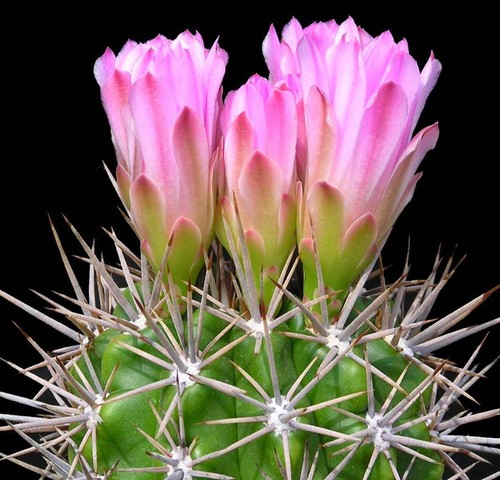 Gymnocalycium horridispinum