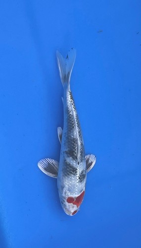 Inch metallic tancho - -, metallic,