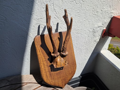 Trophée chevreuil sur - trophée,