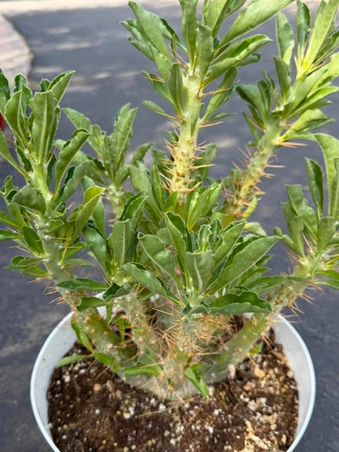 Pachypodium sandersii rare - sandersii, –