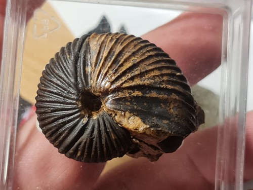 Ammonite anatomites timor - ammonite:,