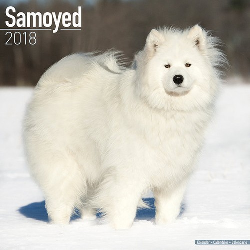 Calendrier 2018 samoyede - calendrier,