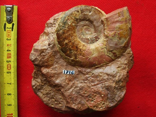 Ammonite toarcien - ammonite,
