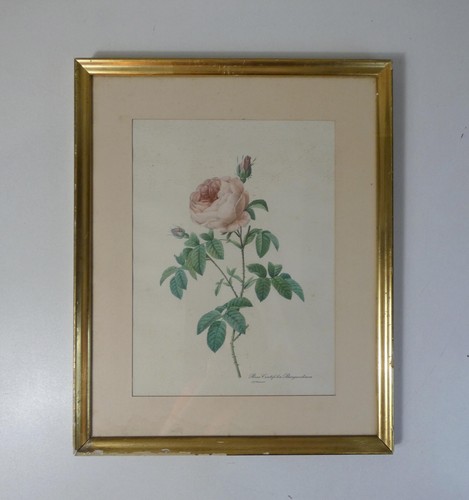 Ancienne gravure botanique - gravure,
