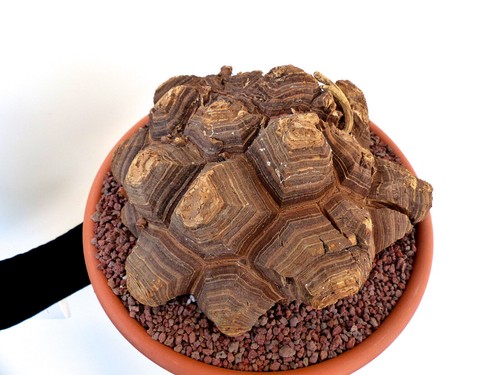 Dioscorea elephantipes pied - dioscorea,