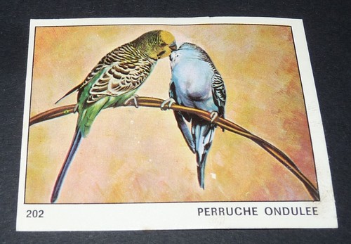 202 perruche ondulee oiseau - perruche,