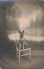 Old postcard photograph best friend of man puppy german shepherd very wise