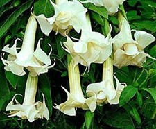 BRUGMANSIAS ( Datura ) fleurs