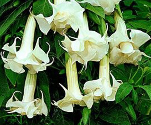 Brugmansias fleurs - ),