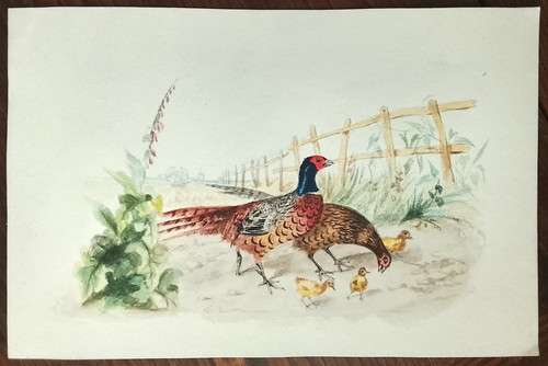 Dessin ancien aquarelle faisan - dessin,