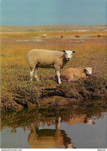 Carte postale animaux - animaux,
