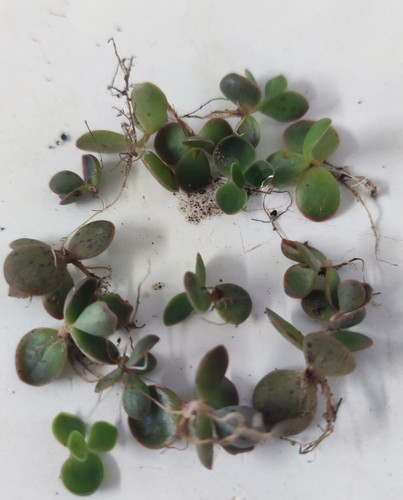 Kalanchoe daigremontiana - kalanchoe,