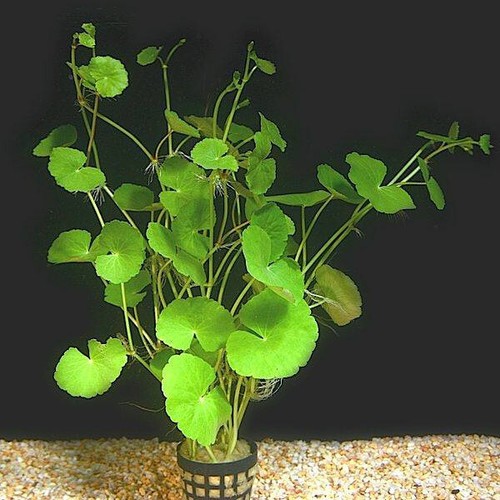 Hydrocotyle leucocephala - 6,