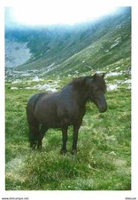 Animaux - Chevaux - Cheval de Merens - Poulinière - Carte Neuve - Voir Scans Re