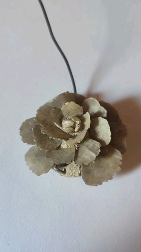 Ancienne fleur nacre - fleur,