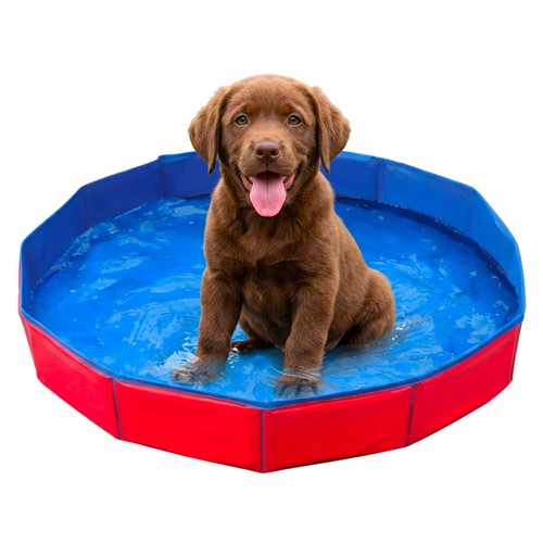 Piscine pour chat chien - piscine,