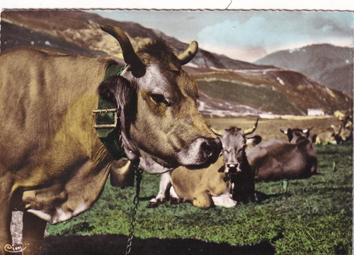 Postcard carte postale cow - 🦬postcard/carte,