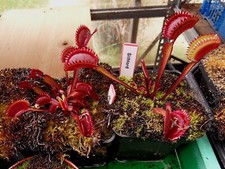 Dionée muscipula "Sithlord "