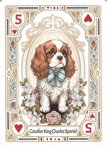 Cavalier king charles spaniel - charles,