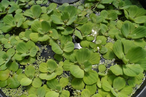 Pistia plantes flottantes - plantes,