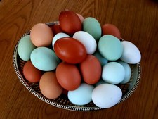 12 x Oeufs À Couver Surprise