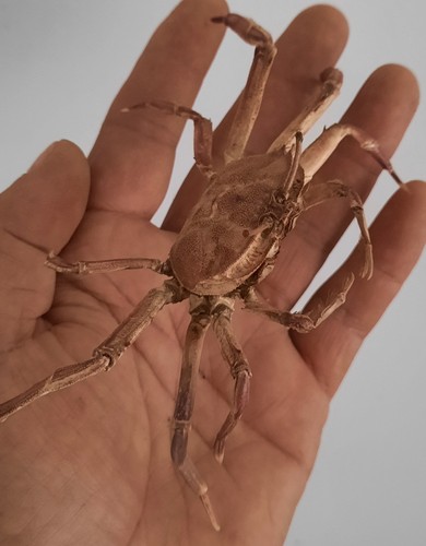 Curiosité taxidermie - curiosité, ,